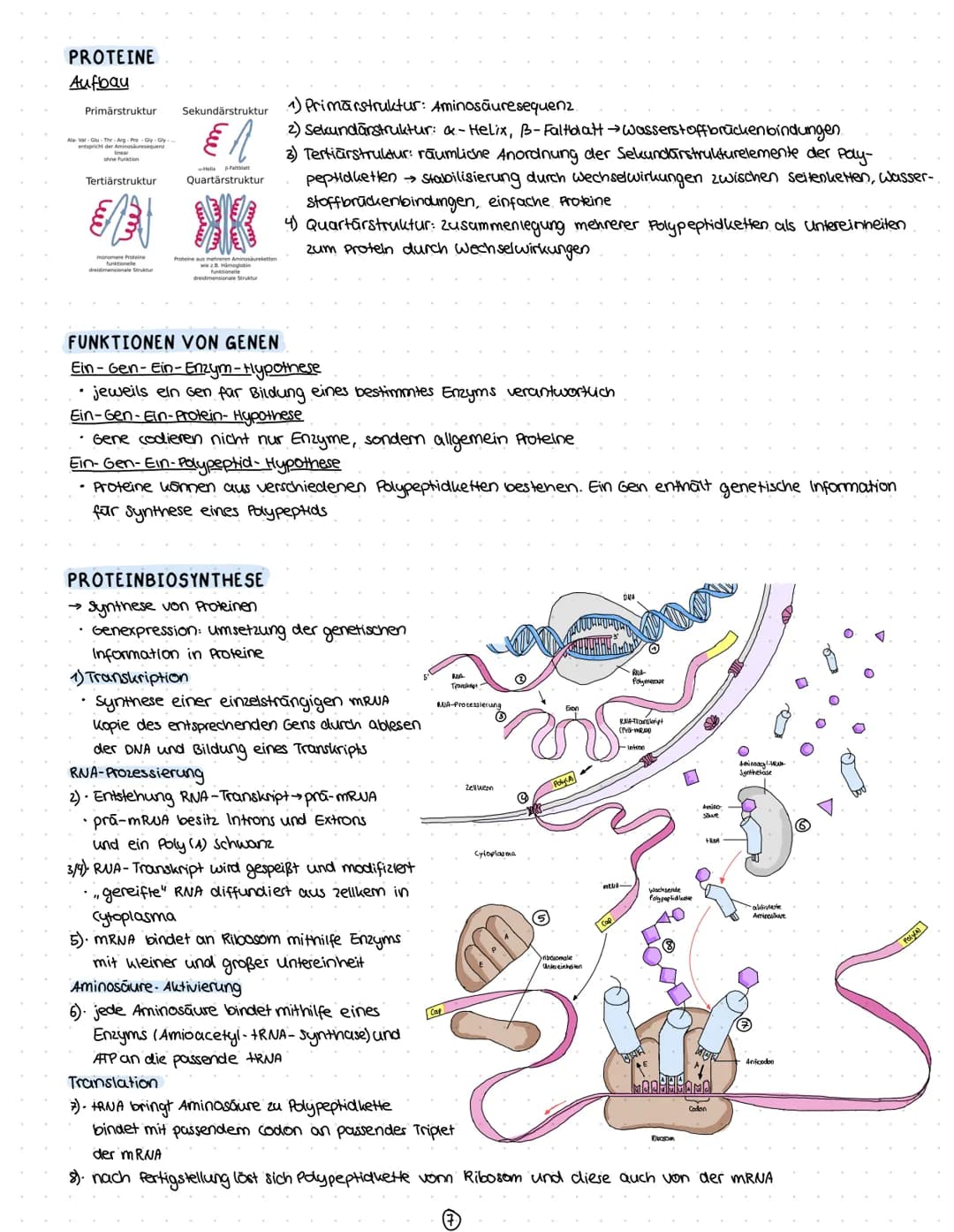 1) Chromosomen
- Aufbau
2) zellzyklus
-Interphase
-Mitose
3) Meiose
1. Reifeteilung
2. Reifeteilung.
Ergelonis
•intrachromosomale Rekombinat