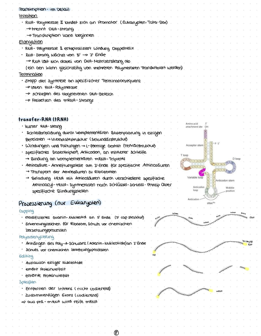 1) Chromosomen
- Aufbau
2) zellzyklus
-Interphase
-Mitose
3) Meiose
1. Reifeteilung
2. Reifeteilung.
Ergelonis
•intrachromosomale Rekombinat