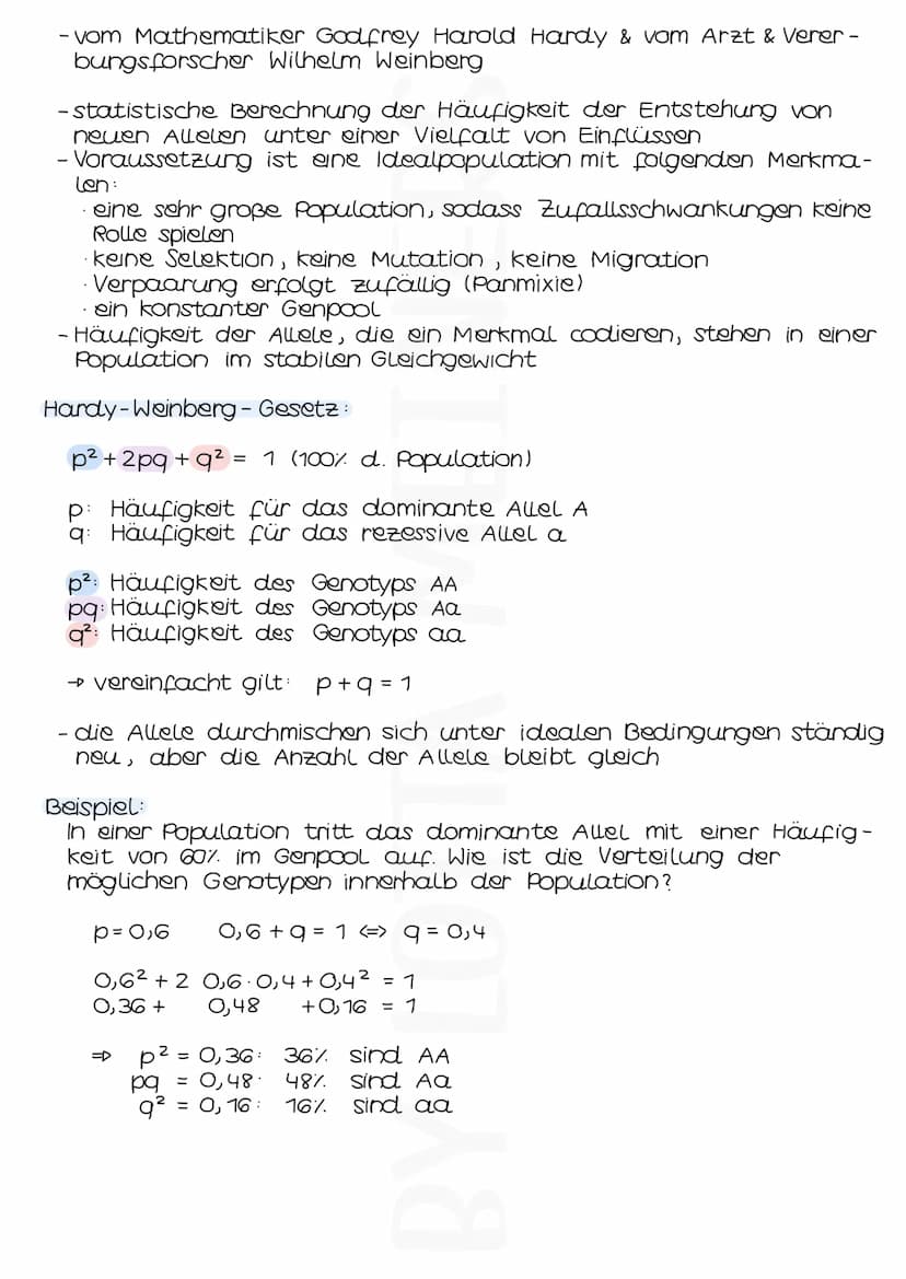 Populationsgenetik
GENPOOL &ALLELFREQUENZ
- Genpool: Gesamtheit aller genetischer Informationen der Indivi-
duen einer Population
- Allelfre