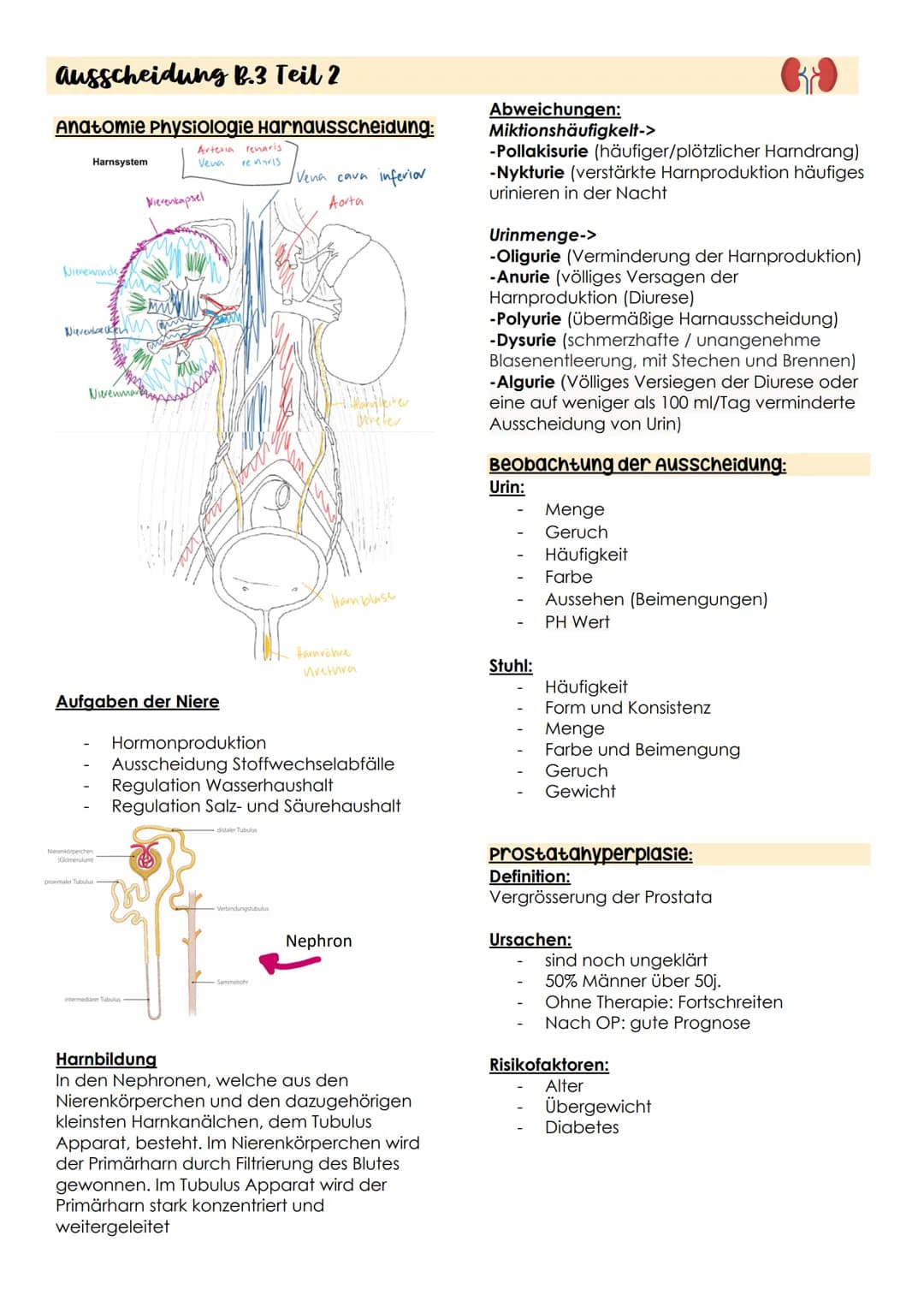 ausscheidung B.3 Teil 2
Anatomie Physiologie Harnausscheidung:
Arteria renaris
Vena
renaris
Harnsystem
Nievewinde
www
Nievenbecken m
Nierenm