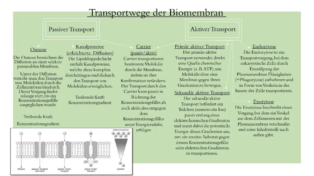 Einfach erklärt: Semipermeable Membranen und Transporte im Körper