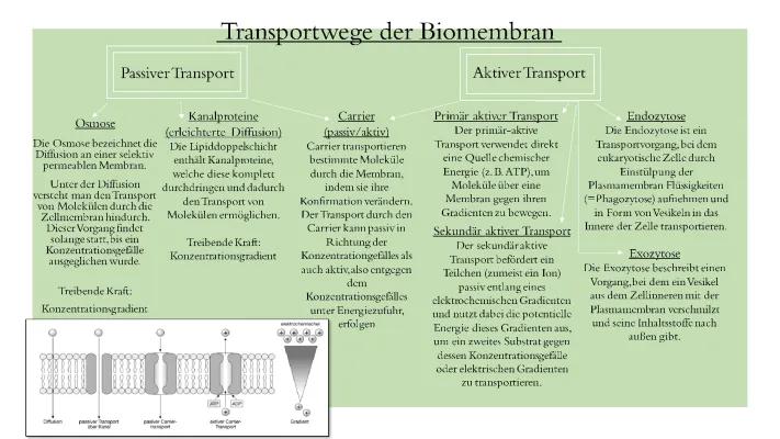 Know Transport Biomembran  thumbnail