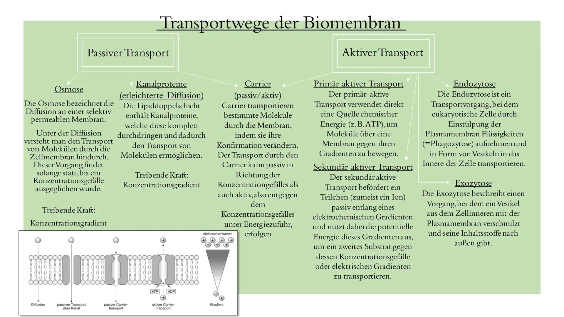 Osmose
Die Osmose bezeichnet die
Diffusion an einer selektiv
permeablen Membran.
Unter der Diffusion
versteht man den Transport
von Moleküle