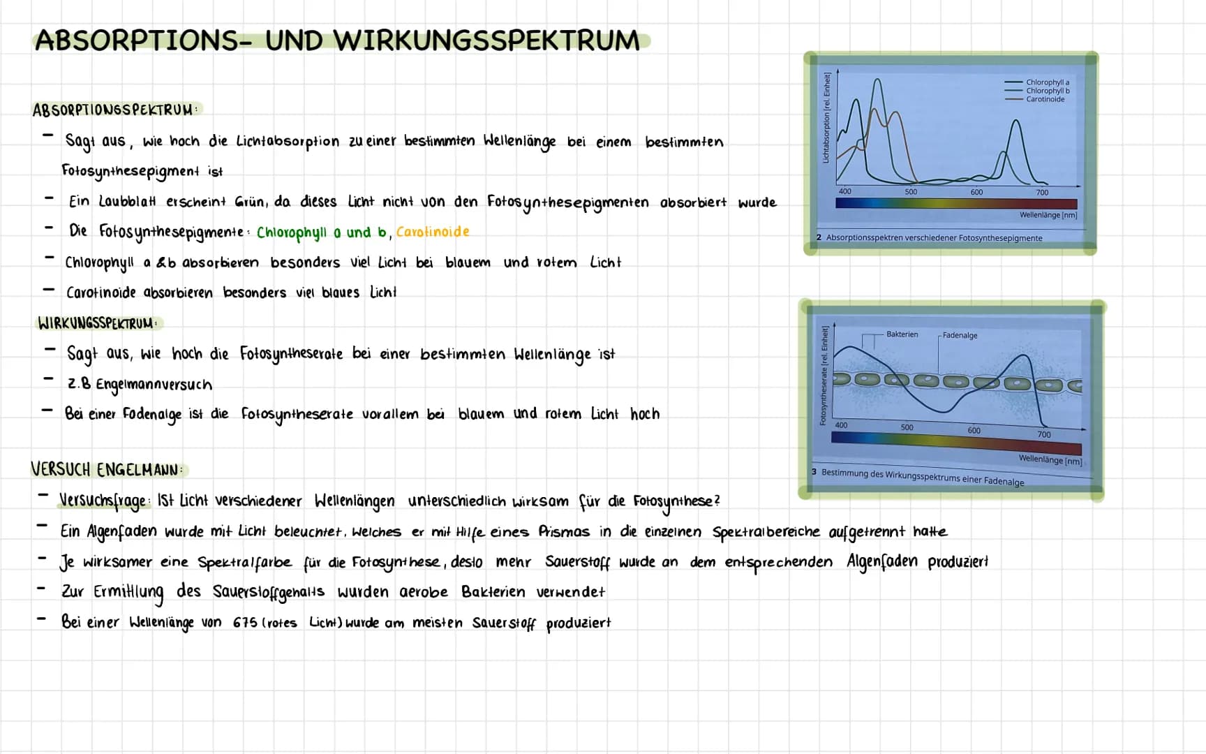 ABSORPTIONS- UND WIRKUNGSSPEKTRUM
ABSORPTIONSSPEKTRUM:
Sagt aus, wie hoch die Lichtabsorption zu einer bestimmten Wellenlänge bei einem best