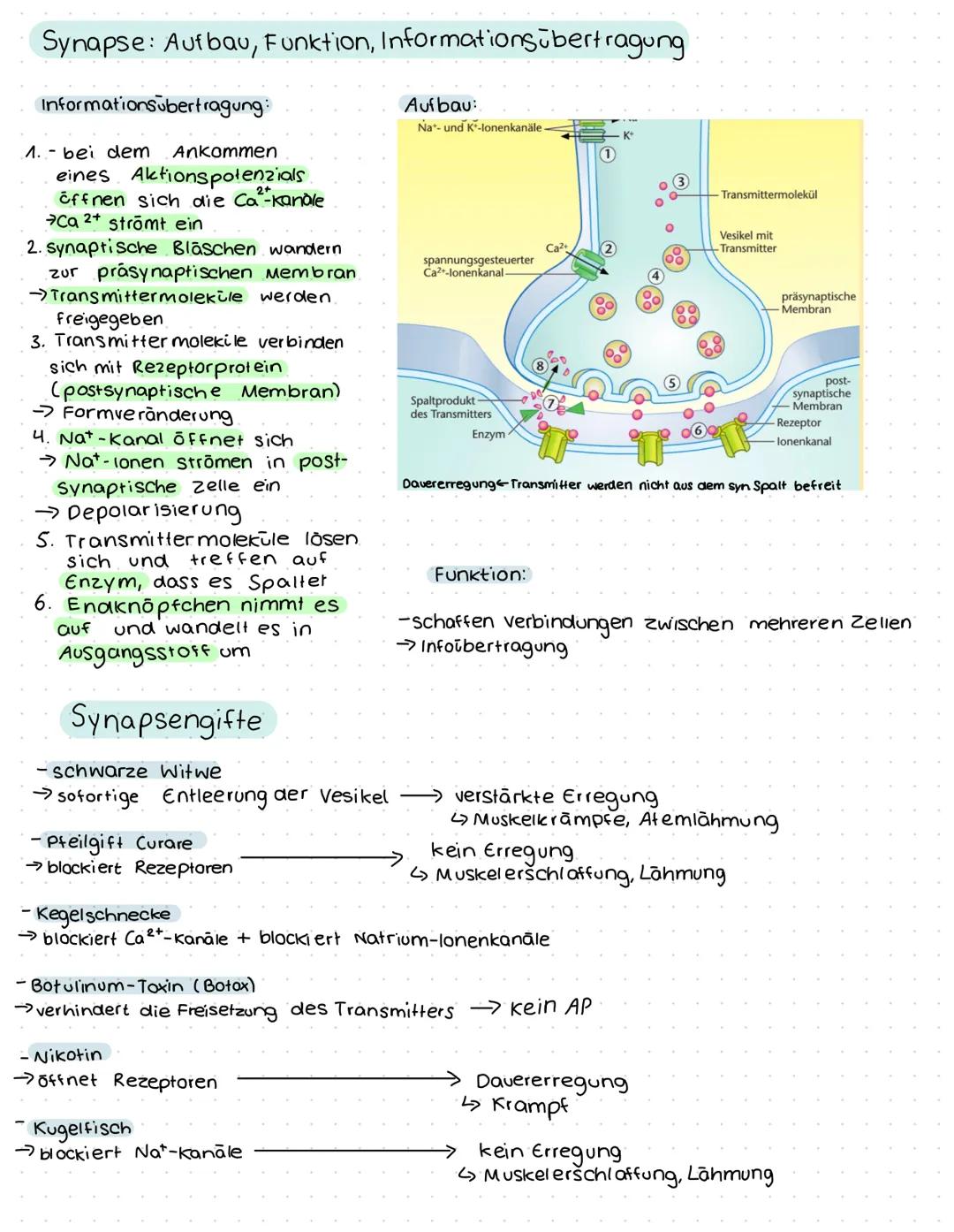 Spannung der Zelle
Membranpotenzial/elektrischer Gradient
- elektrische Potenzialdifferenz
→ Spannung zwischen Innen- & Außenseite der Membr