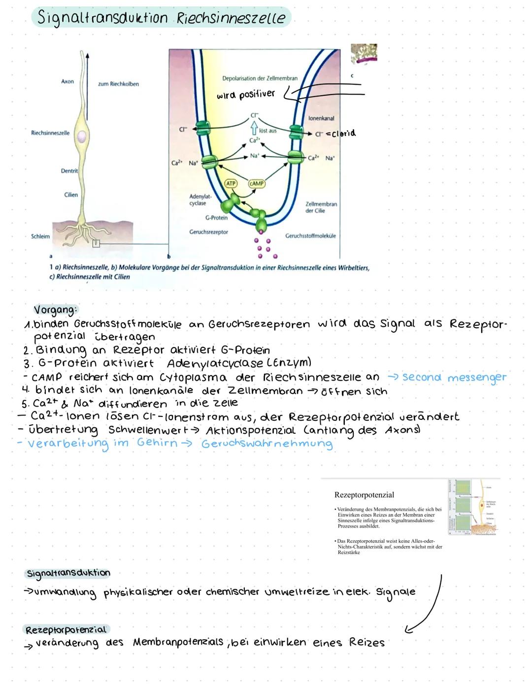 Spannung der Zelle
Membranpotenzial/elektrischer Gradient
- elektrische Potenzialdifferenz
→ Spannung zwischen Innen- & Außenseite der Membr