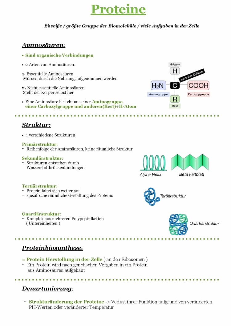 Know Proteine Biologie / Aminosäuren / Struktur / Proteinbiosynthese / Denartunierung / Handout / Lernzettel  thumbnail