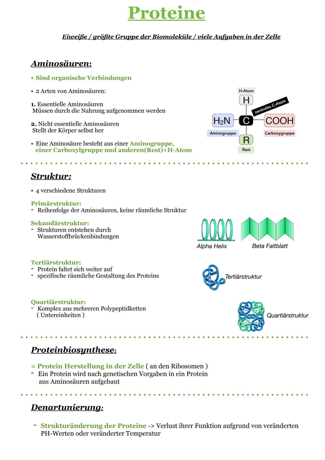 Eiweiße / größte Gruppe der Biomoleküle/viele Aufgaben in der Zelle
Proteine
Aminosäuren:
• Sind organische Verbindungen
• 2 Arten von Amino