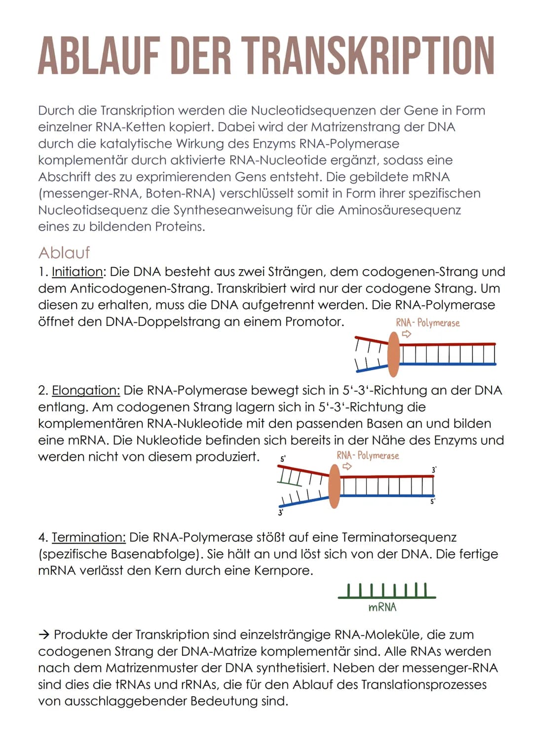 ABLAUF DER TRANSKRIPTION
Durch die Transkription werden die Nucleotidsequenzen der Gene in Form
einzelner RNA-Ketten kopiert. Dabei wird der