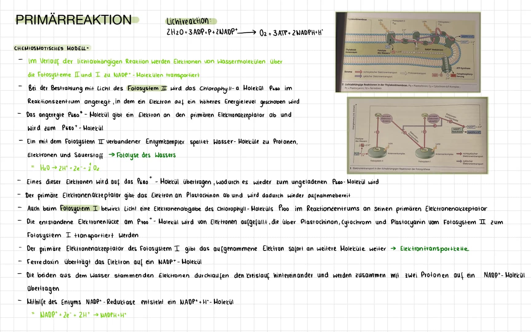PRIMÄRREAKTION
CHEMIOSMOTISCHES MODELL-
-
-
Lichtreaktion:
2H20+3ADP+P+ZNADP+
02+3 ATP+2NADPH+H*
Im Verlauf der lichtabhängigen Reaktion wer