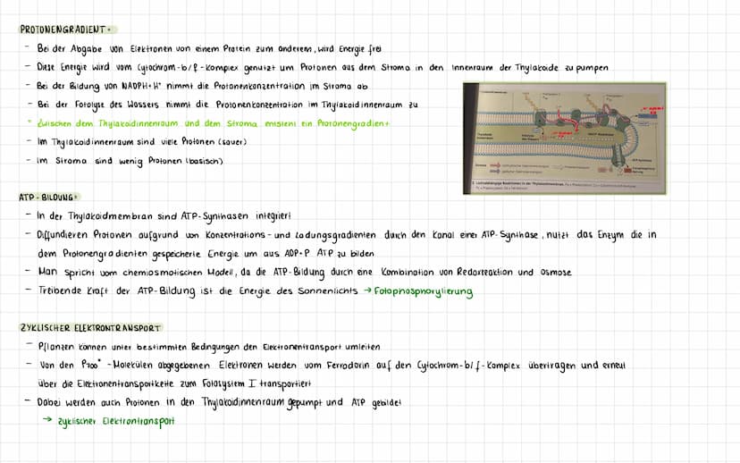 PRIMÄRREAKTION
CHEMIOSMOTISCHES MODELL-
-
-
Lichtreaktion:
2H20+3ADP+P+ZNADP+
02+3 ATP+2NADPH+H*
Im Verlauf der lichtabhängigen Reaktion wer
