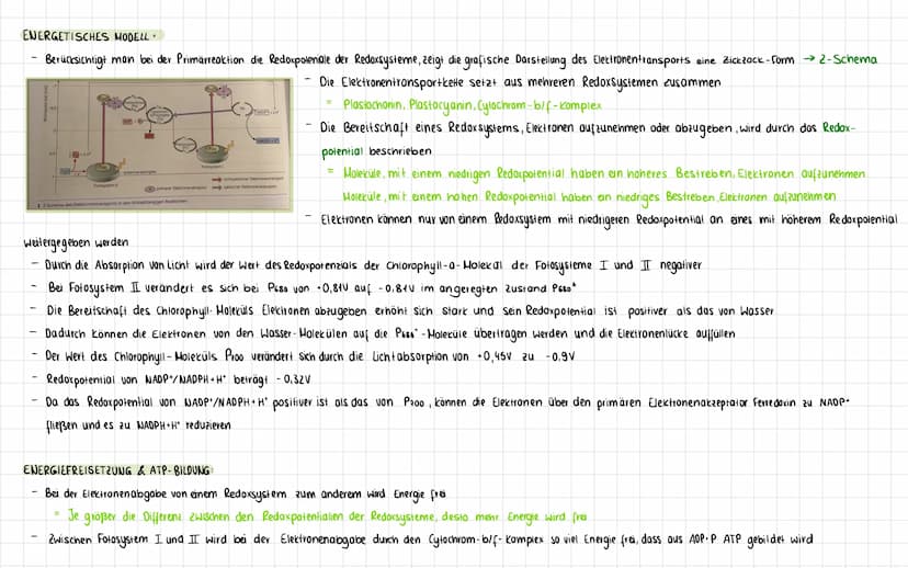 PRIMÄRREAKTION
CHEMIOSMOTISCHES MODELL-
-
-
Lichtreaktion:
2H20+3ADP+P+ZNADP+
02+3 ATP+2NADPH+H*
Im Verlauf der lichtabhängigen Reaktion wer