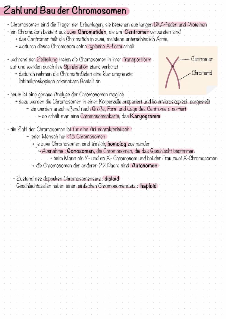 Know Chromosomen, Zellteilung, Zellentwicklung thumbnail