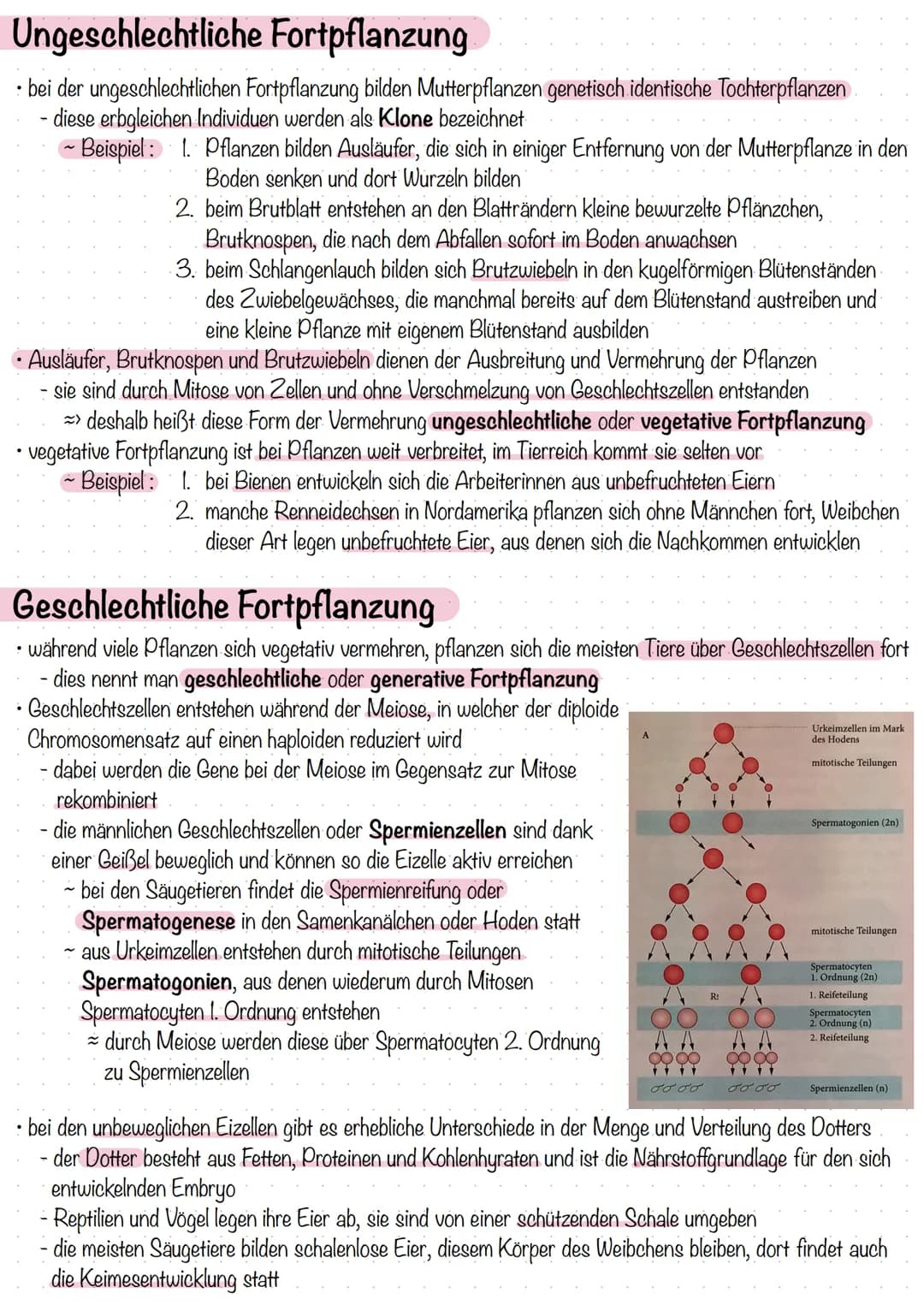 Zahl und Bau der Chromosomen
- Chromosomen sind die Träger der Erbanlagen, sie bestehen aus langen DNA-Fäden und Proteinen
ein Chromosom bes