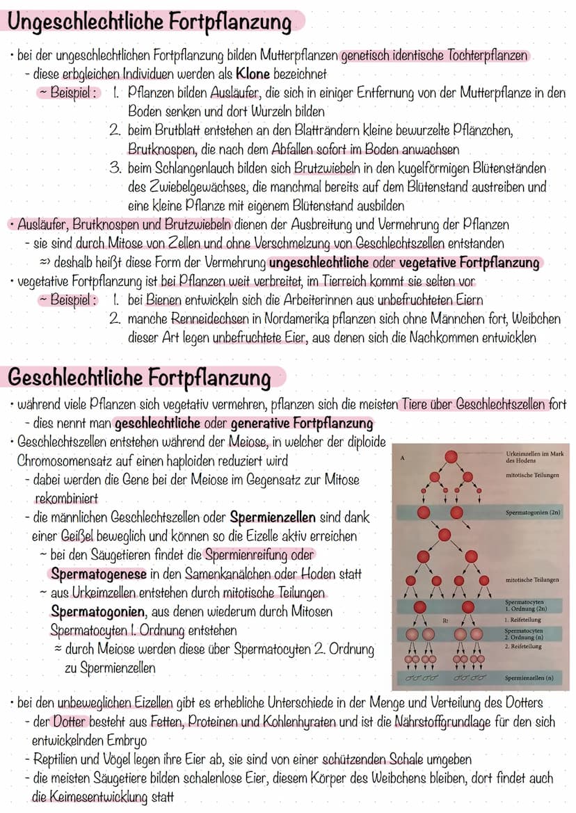 Zahl und Bau der Chromosomen
- Chromosomen sind die Träger der Erbanlagen, sie bestehen aus langen DNA-Fäden und Proteinen
ein Chromosom bes