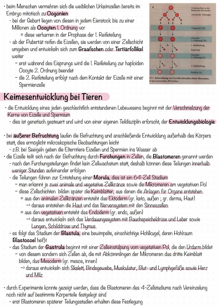 Zahl und Bau der Chromosomen
- Chromosomen sind die Träger der Erbanlagen, sie bestehen aus langen DNA-Fäden und Proteinen
ein Chromosom bes