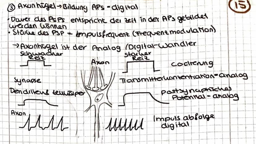 4.9 Codierung von Informationen im Nervensystem
Infovermittlung sent verschlüsselung voraus-revionstruierbar
In Nevionen: Info übersent Ande