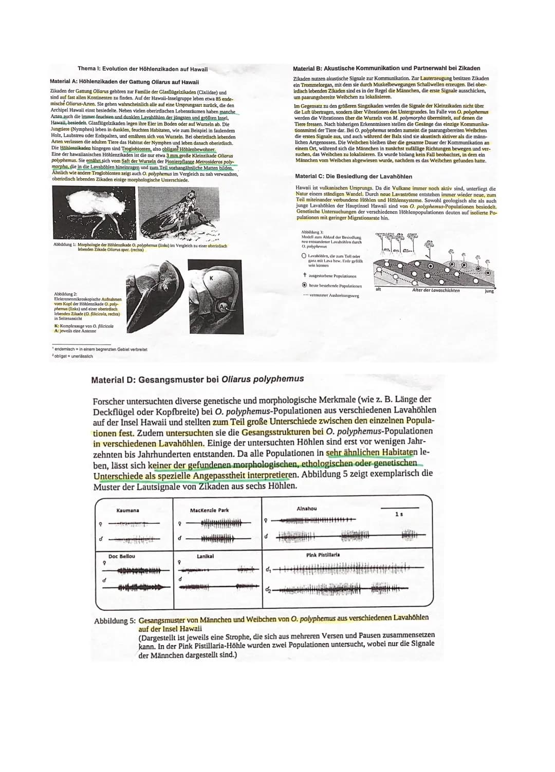 Aufgaben:
Thema I: Evolution der Höhlenzikaden auf Hawaii
1.1 Vergleichen Sie stichpunktartig die äußeren Merkmale der Höhlenzikade Oliarus 