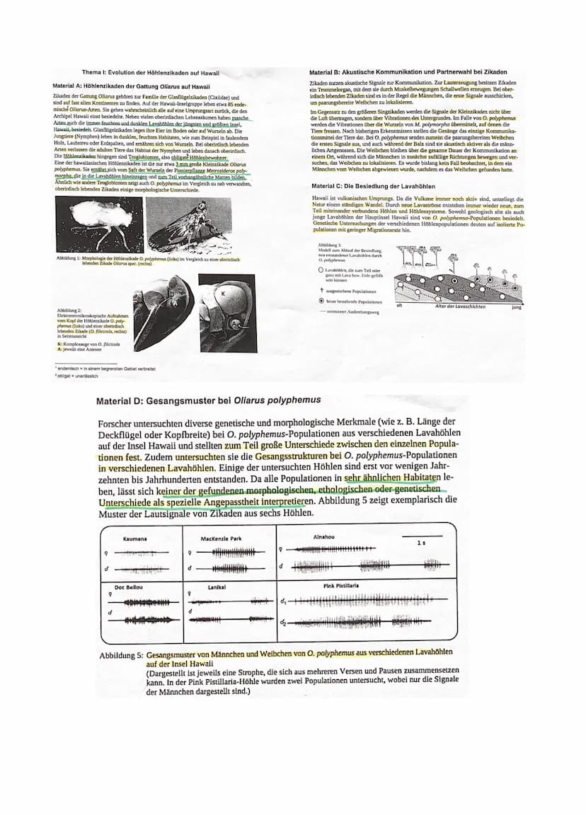 Aufgaben:
Thema I: Evolution der Höhlenzikaden auf Hawaii
1.1 Vergleichen Sie stichpunktartig die äußeren Merkmale der Höhlenzikade Oliarus 