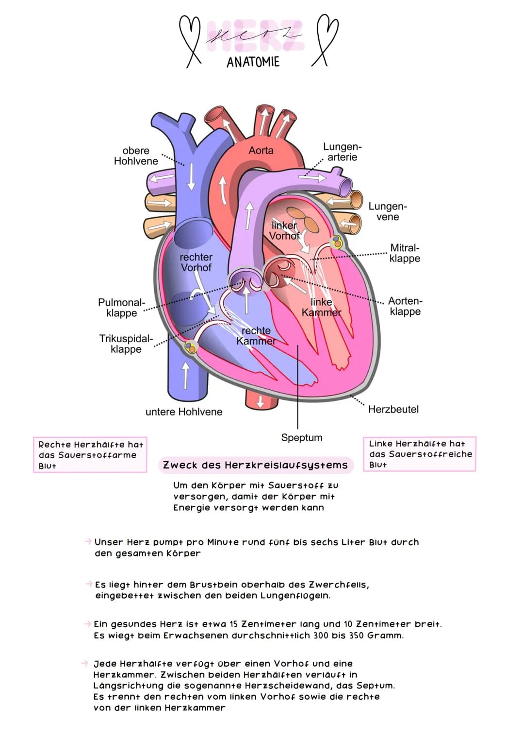 obere
Hohlvene
Pulmonal-
klappe
Trikuspidal-
klappe
Rechte Herzhälfte hat
das Sauerstoffarme
Blut
mers &
ANATOMIE
rechter
Vorhof
untere Hohl