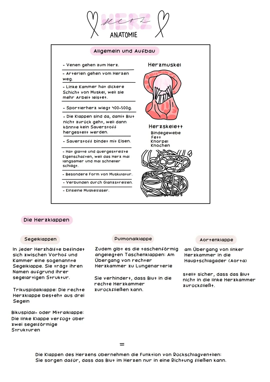 obere
Hohlvene
Pulmonal-
klappe
Trikuspidal-
klappe
Rechte Herzhälfte hat
das Sauerstoffarme
Blut
mers &
ANATOMIE
rechter
Vorhof
untere Hohl