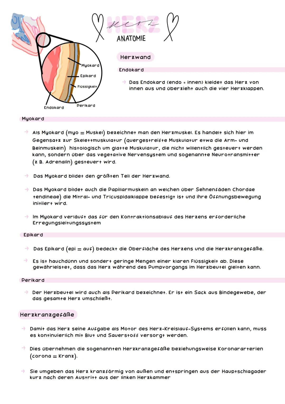 obere
Hohlvene
Pulmonal-
klappe
Trikuspidal-
klappe
Rechte Herzhälfte hat
das Sauerstoffarme
Blut
mers &
ANATOMIE
rechter
Vorhof
untere Hohl