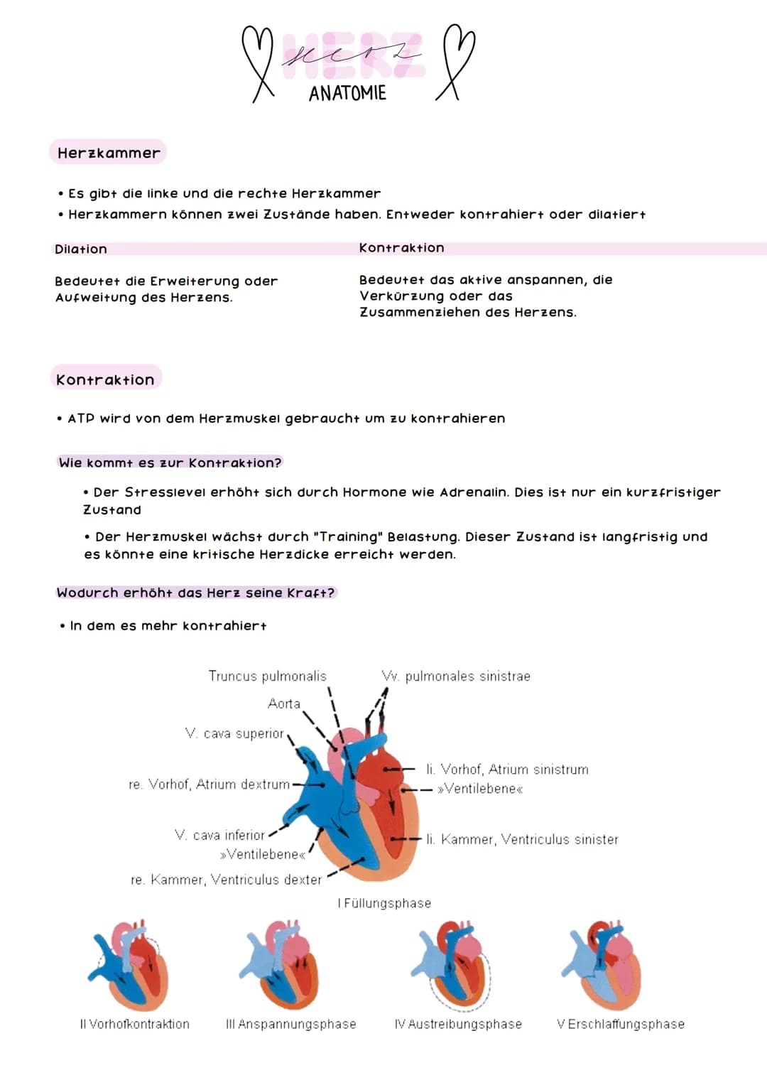 obere
Hohlvene
Pulmonal-
klappe
Trikuspidal-
klappe
Rechte Herzhälfte hat
das Sauerstoffarme
Blut
mers &
ANATOMIE
rechter
Vorhof
untere Hohl