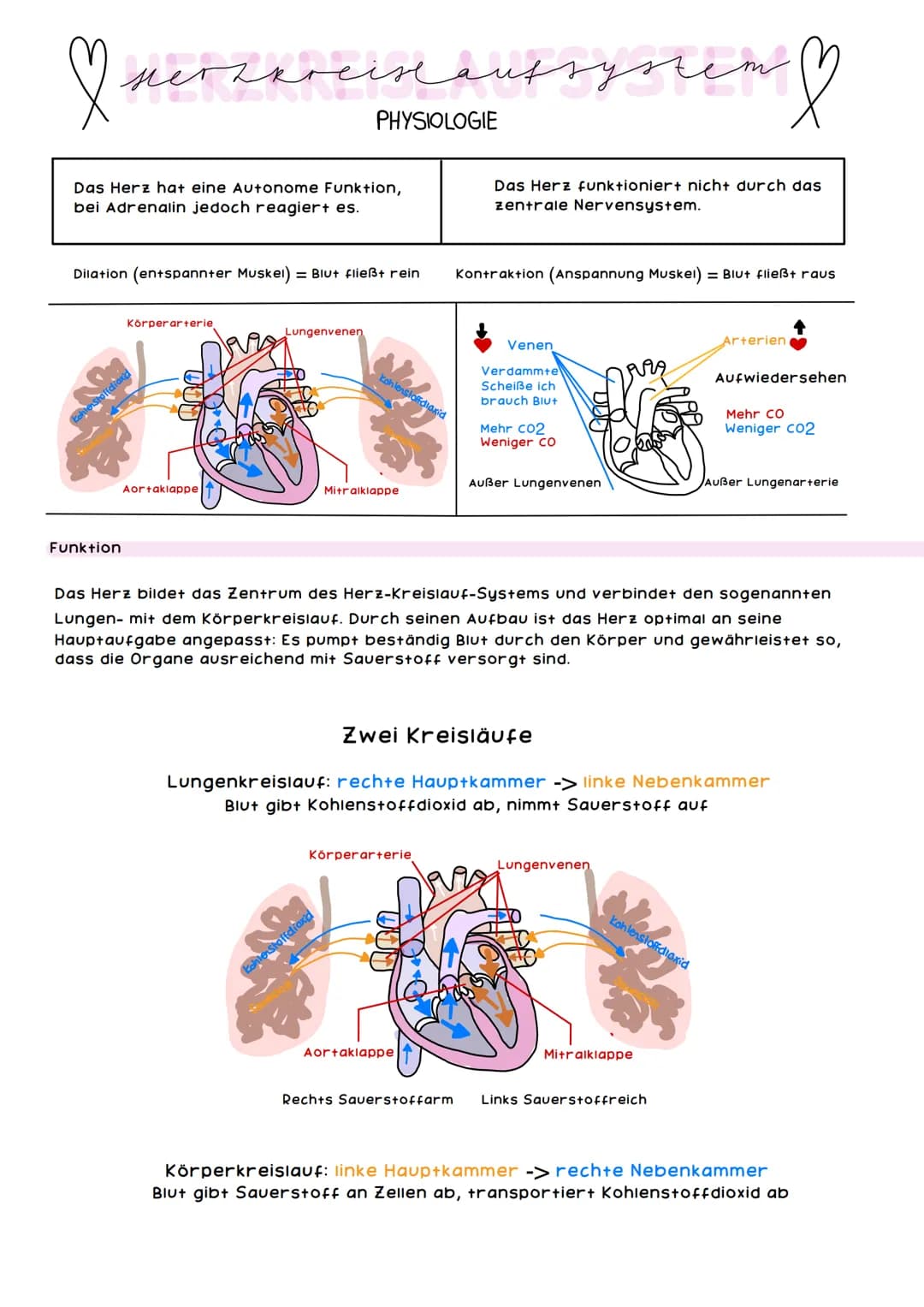 obere
Hohlvene
Pulmonal-
klappe
Trikuspidal-
klappe
Rechte Herzhälfte hat
das Sauerstoffarme
Blut
mers &
ANATOMIE
rechter
Vorhof
untere Hohl