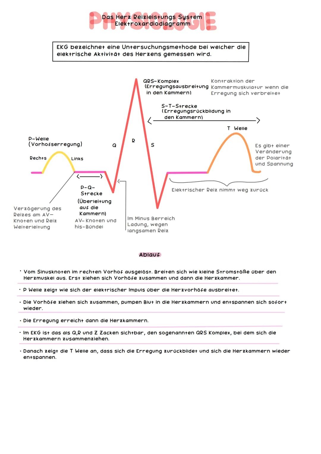obere
Hohlvene
Pulmonal-
klappe
Trikuspidal-
klappe
Rechte Herzhälfte hat
das Sauerstoffarme
Blut
mers &
ANATOMIE
rechter
Vorhof
untere Hohl