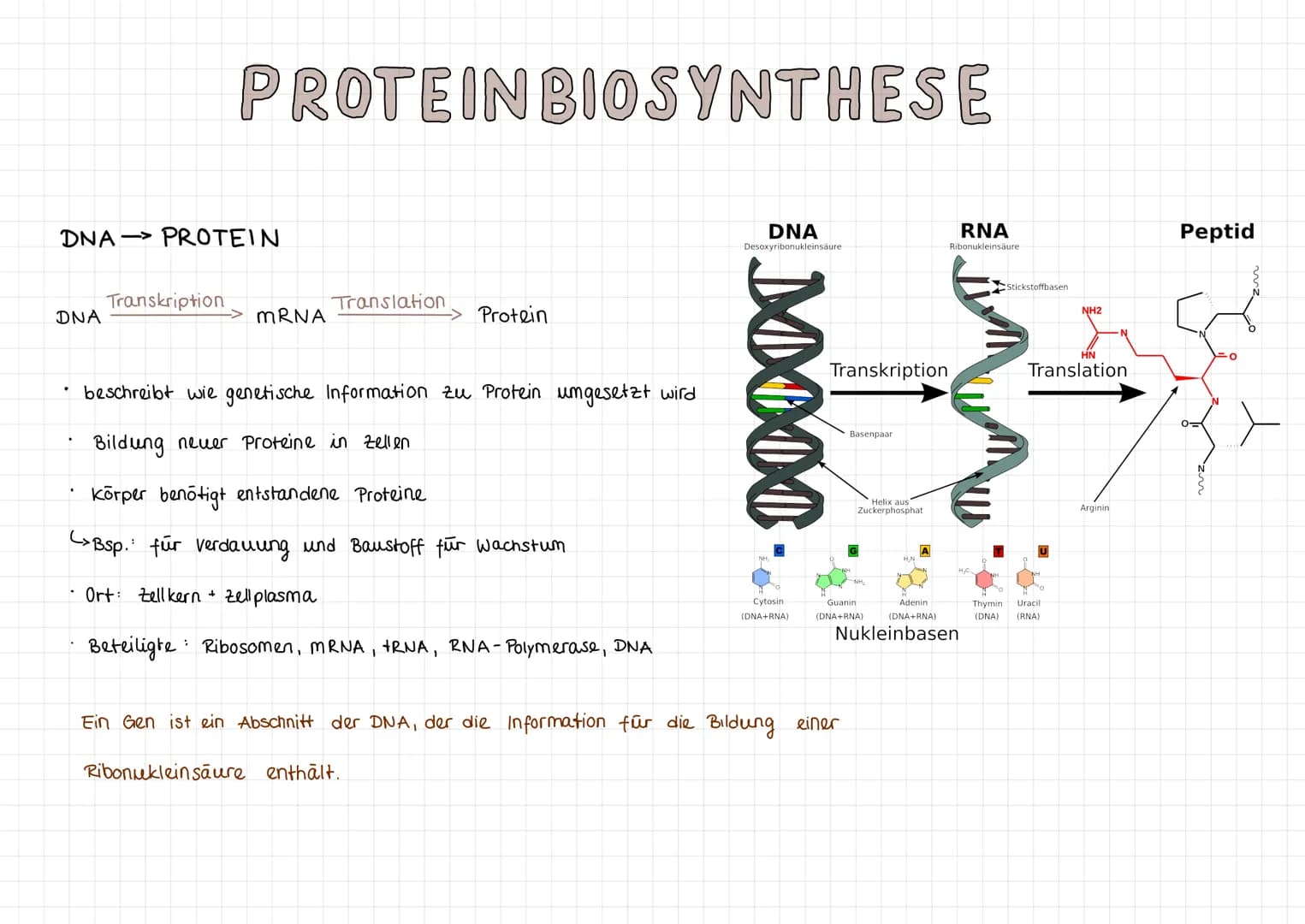 Fachbegriffe
Allele
Gen
Phänotyp
Genotyp
Kennzeichnung: P
Kennzeichnung: F
reinerbig
(homozygot)
Elterngeneration
Ausgangsgruppe einer
(Pare