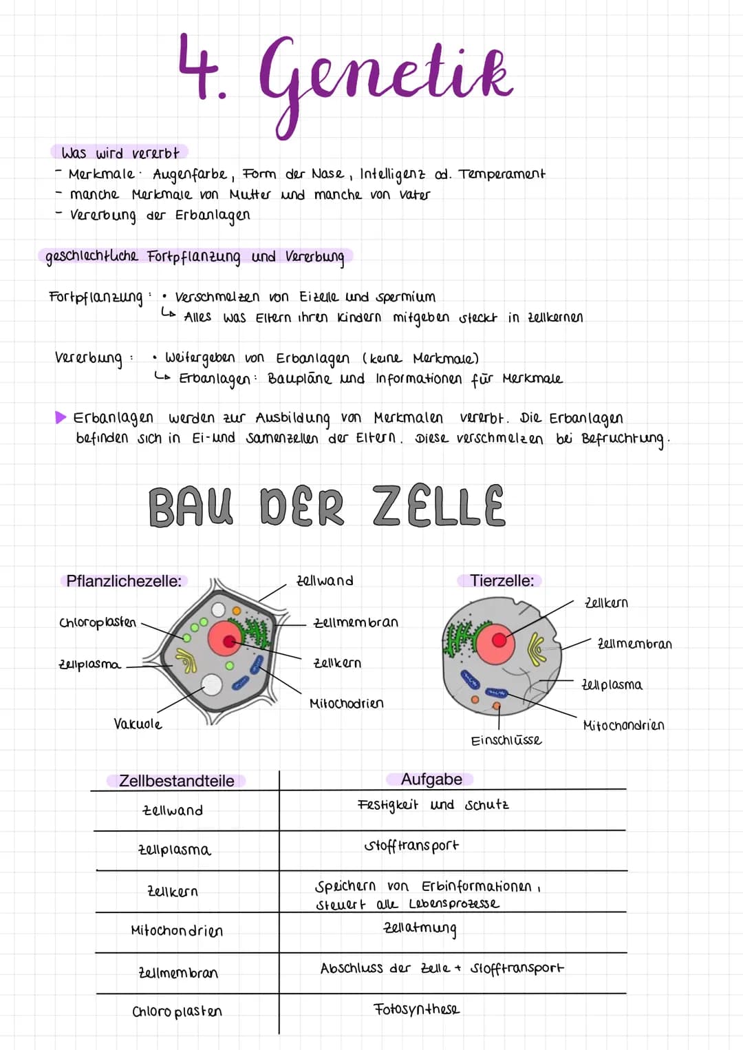 Fachbegriffe
Allele
Gen
Phänotyp
Genotyp
Kennzeichnung: P
Kennzeichnung: F
reinerbig
(homozygot)
Elterngeneration
Ausgangsgruppe einer
(Pare