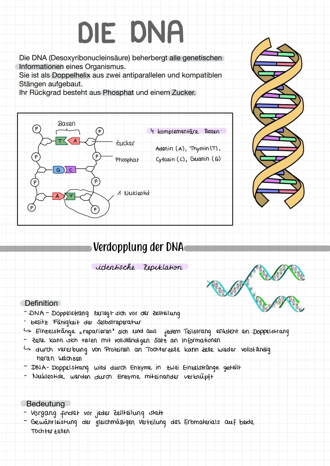 Fachbegriffe
Allele
Gen
Phänotyp
Genotyp
Kennzeichnung: P
Kennzeichnung: F
reinerbig
(homozygot)
Elterngeneration
Ausgangsgruppe einer
(Pare