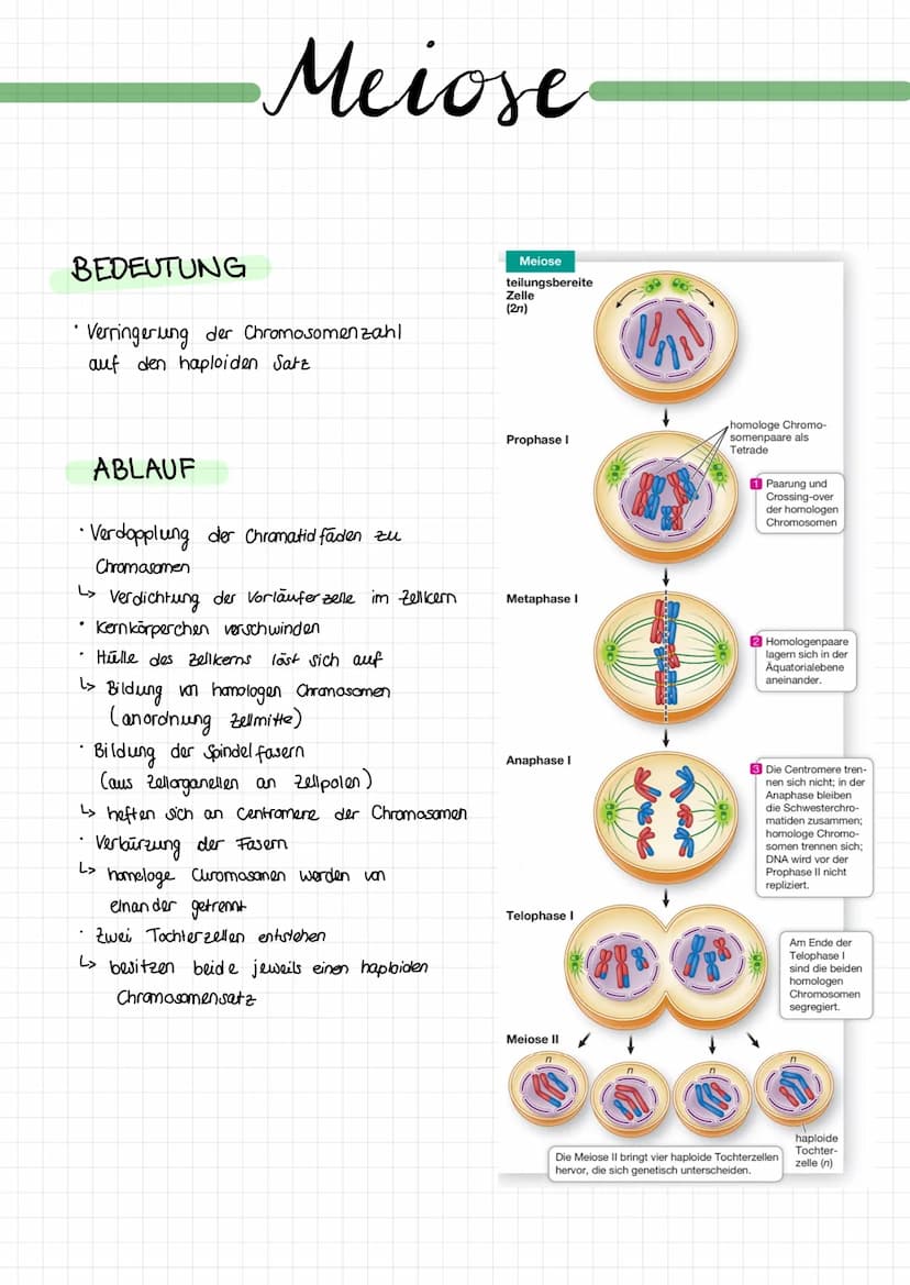 Fachbegriffe
Allele
Gen
Phänotyp
Genotyp
Kennzeichnung: P
Kennzeichnung: F
reinerbig
(homozygot)
Elterngeneration
Ausgangsgruppe einer
(Pare