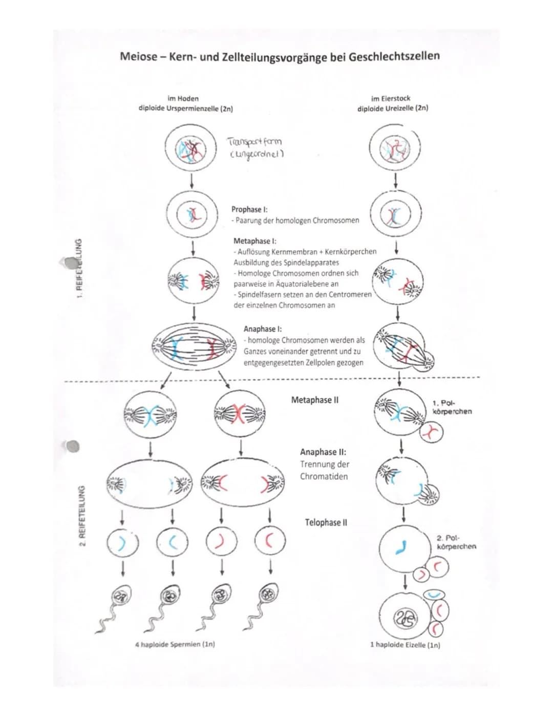 Fachbegriffe
Allele
Gen
Phänotyp
Genotyp
Kennzeichnung: P
Kennzeichnung: F
reinerbig
(homozygot)
Elterngeneration
Ausgangsgruppe einer
(Pare