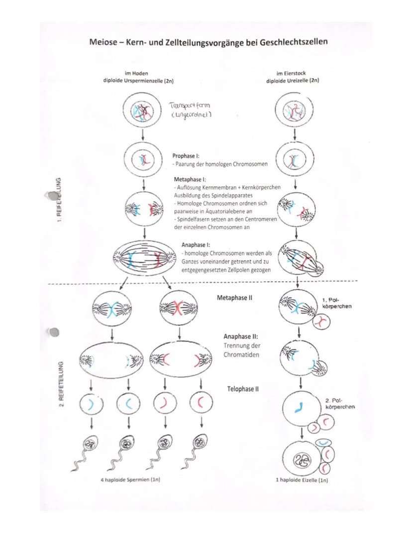 Fachbegriffe
Allele
Gen
Phänotyp
Genotyp
Kennzeichnung: P
Kennzeichnung: F
reinerbig
(homozygot)
Elterngeneration
Ausgangsgruppe einer
(Pare