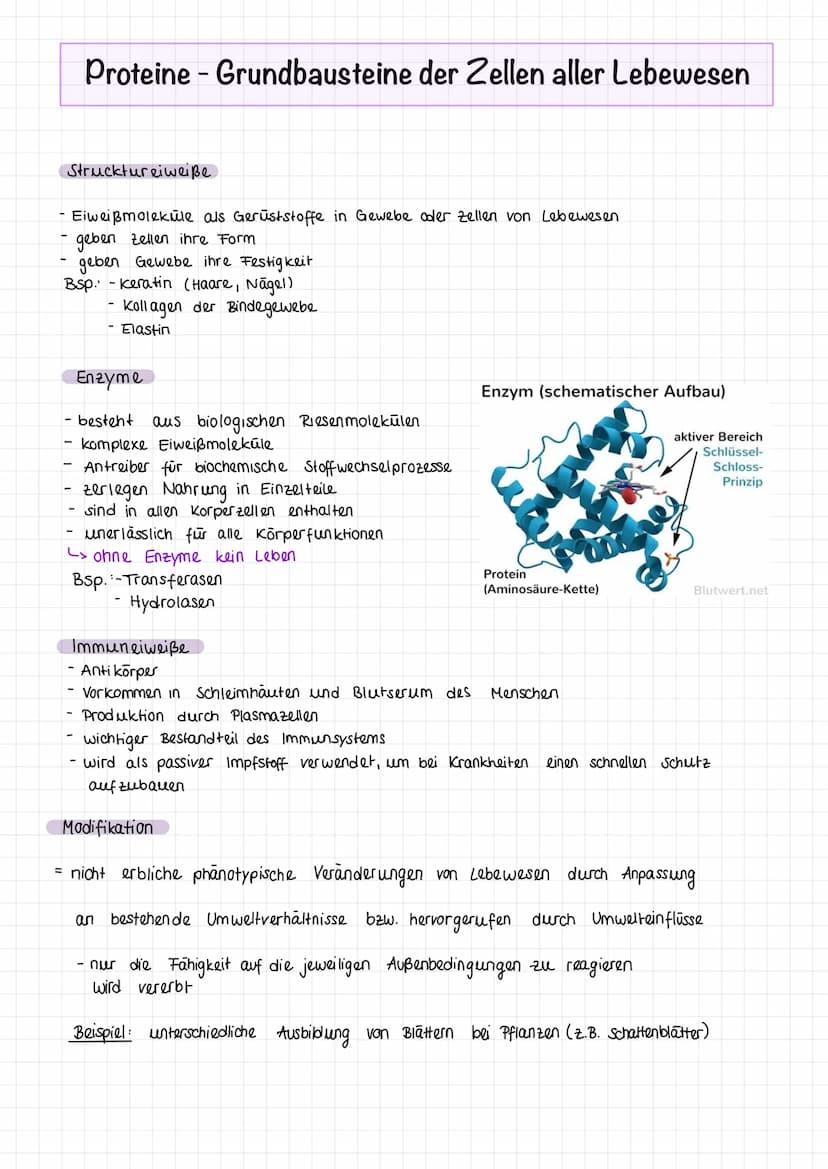 Fachbegriffe
Allele
Gen
Phänotyp
Genotyp
Kennzeichnung: P
Kennzeichnung: F
reinerbig
(homozygot)
Elterngeneration
Ausgangsgruppe einer
(Pare