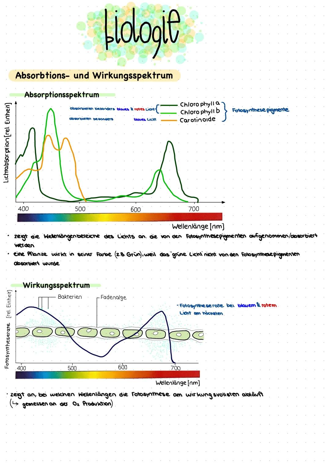 # biologie

Absorbtions- und Wirkungsspektrum

Absorptionsspektrum

Lichtabsorption [rel. Einheit]

absorbieren besonders blaves & rotes Lic