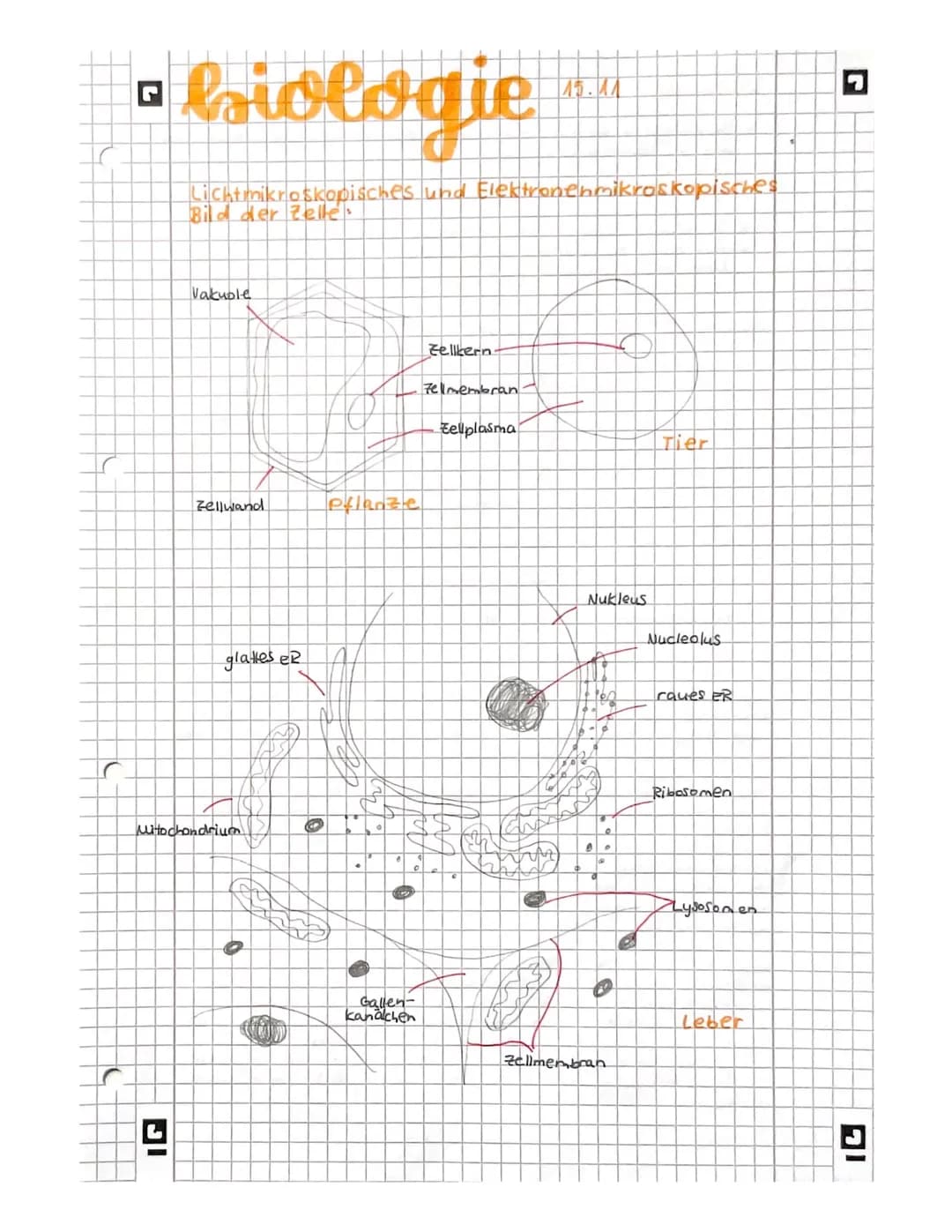 L
biologie
Licht mikroskopisches und Elektronenmikroskopisches
Bild der Zelles
Vakuole
Zellwand
glattes er
Witochondrium
A
9
Pflanze
AB
Gall