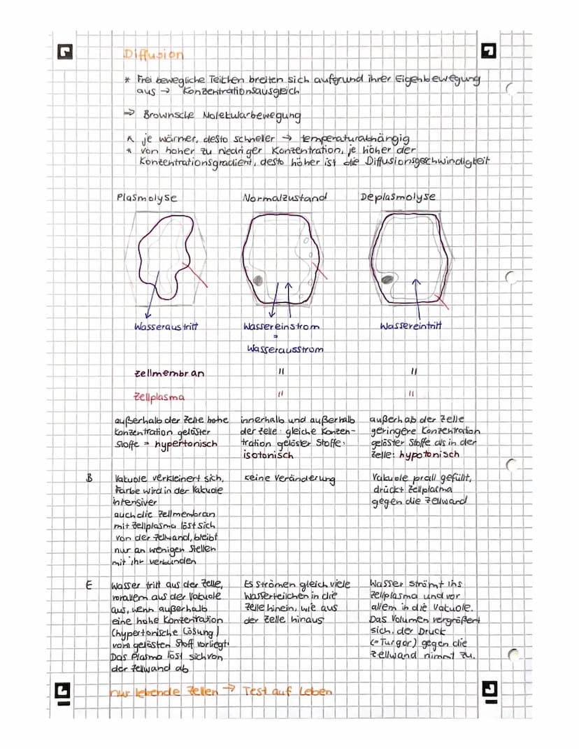 L
biologie
Licht mikroskopisches und Elektronenmikroskopisches
Bild der Zelles
Vakuole
Zellwand
glattes er
Witochondrium
A
9
Pflanze
AB
Gall
