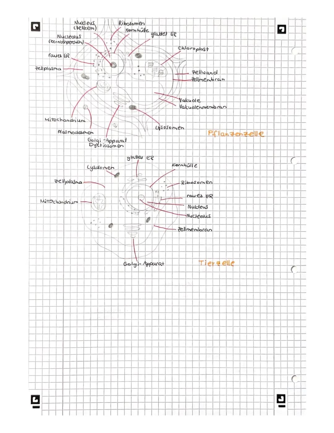 L
biologie
Licht mikroskopisches und Elektronenmikroskopisches
Bild der Zelles
Vakuole
Zellwand
glattes er
Witochondrium
A
9
Pflanze
AB
Gall