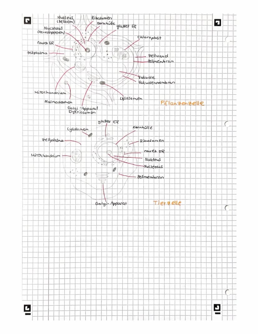 L
biologie
Licht mikroskopisches und Elektronenmikroskopisches
Bild der Zelles
Vakuole
Zellwand
glattes er
Witochondrium
A
9
Pflanze
AB
Gall