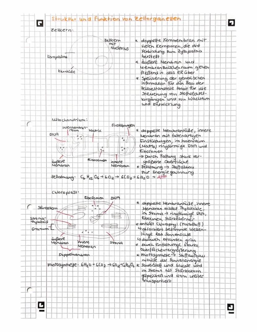 L
biologie
Licht mikroskopisches und Elektronenmikroskopisches
Bild der Zelles
Vakuole
Zellwand
glattes er
Witochondrium
A
9
Pflanze
AB
Gall