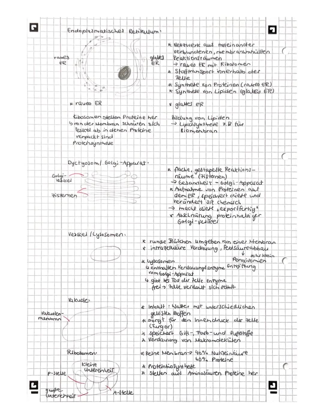 L
biologie
Licht mikroskopisches und Elektronenmikroskopisches
Bild der Zelles
Vakuole
Zellwand
glattes er
Witochondrium
A
9
Pflanze
AB
Gall