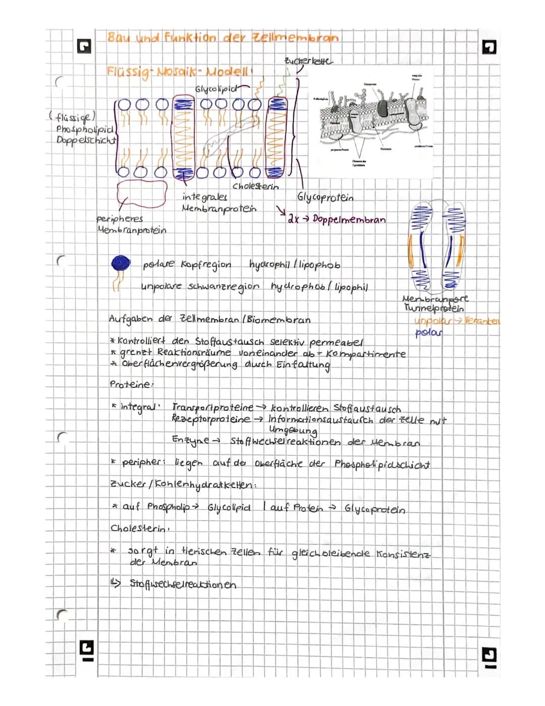 L
biologie
Licht mikroskopisches und Elektronenmikroskopisches
Bild der Zelles
Vakuole
Zellwand
glattes er
Witochondrium
A
9
Pflanze
AB
Gall