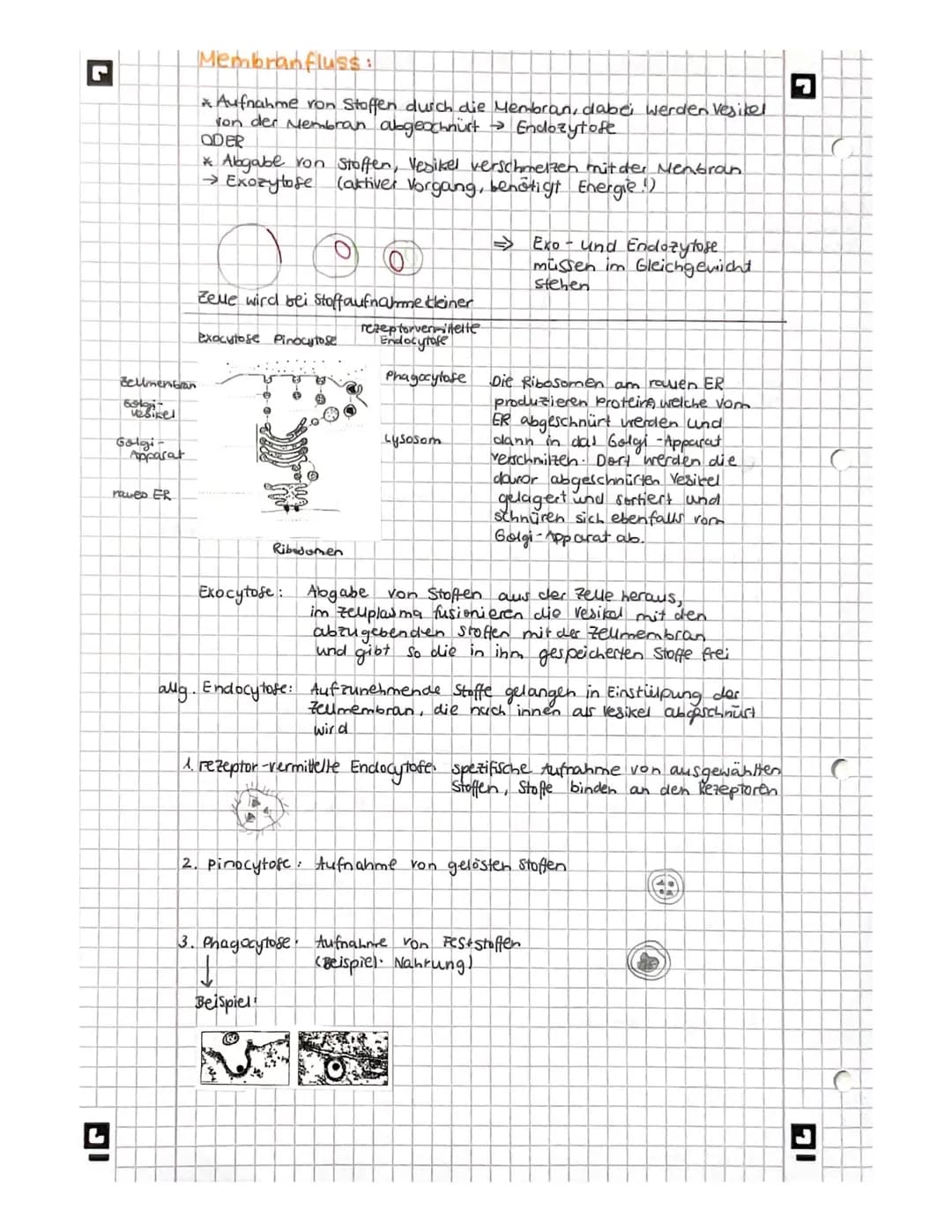 L
biologie
Licht mikroskopisches und Elektronenmikroskopisches
Bild der Zelles
Vakuole
Zellwand
glattes er
Witochondrium
A
9
Pflanze
AB
Gall