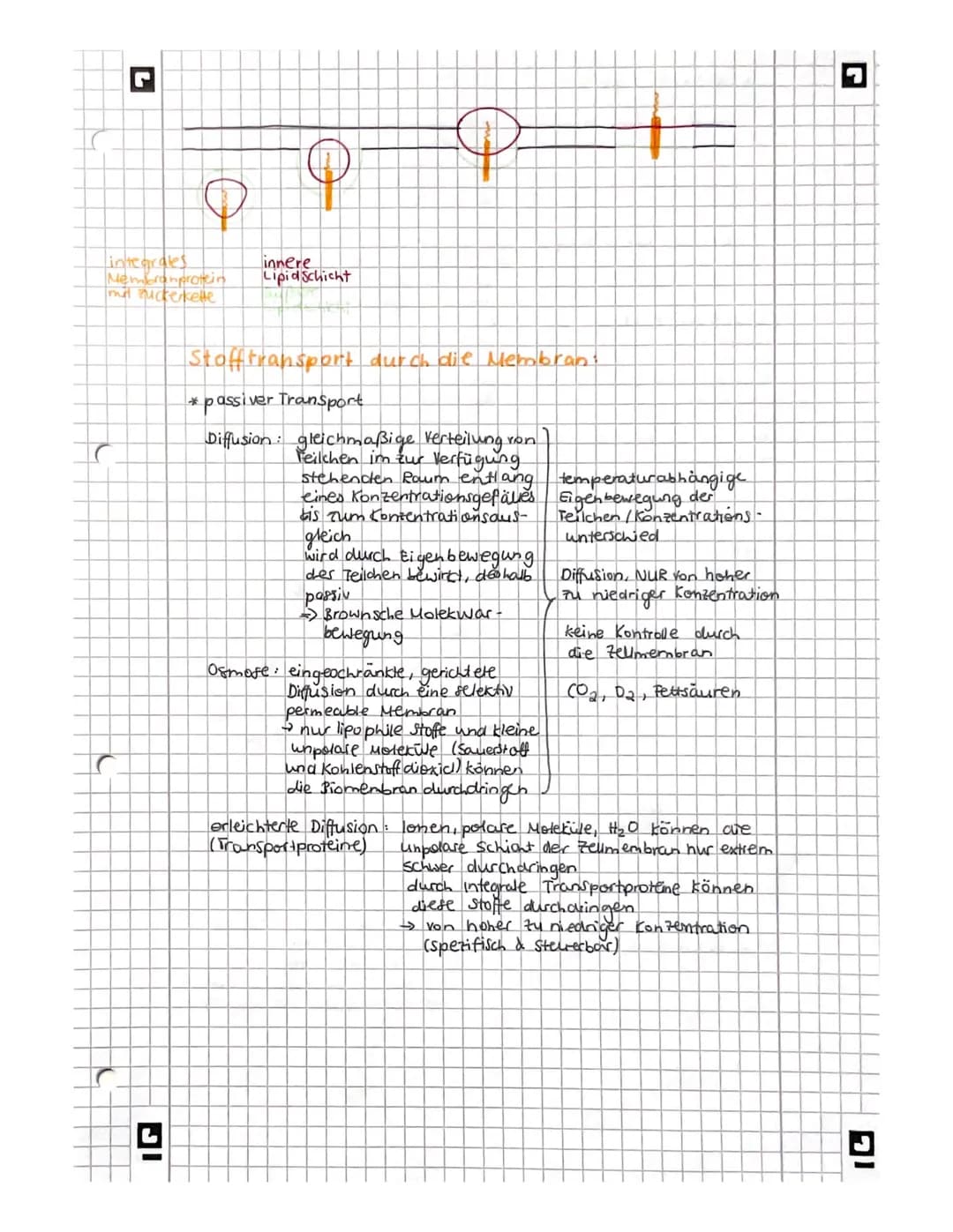 L
biologie
Licht mikroskopisches und Elektronenmikroskopisches
Bild der Zelles
Vakuole
Zellwand
glattes er
Witochondrium
A
9
Pflanze
AB
Gall