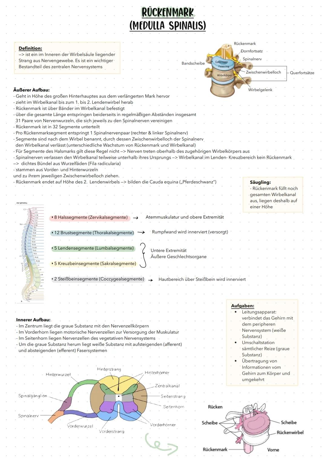 Definition:
-> ist ein im Inneren der Wirbelsäule liegender
Strang aus Nervengewebe. Es ist ein wichtiger
Bestandteil des zentralen Nervensy
