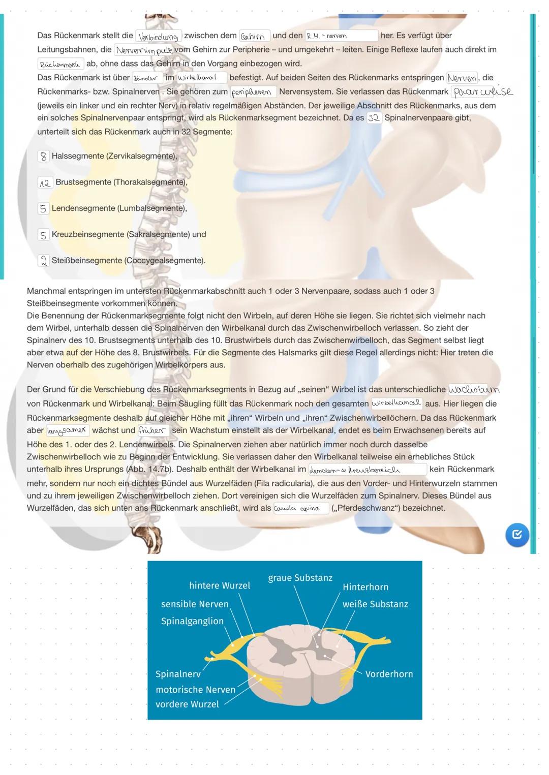 Definition:
-> ist ein im Inneren der Wirbelsäule liegender
Strang aus Nervengewebe. Es ist ein wichtiger
Bestandteil des zentralen Nervensy