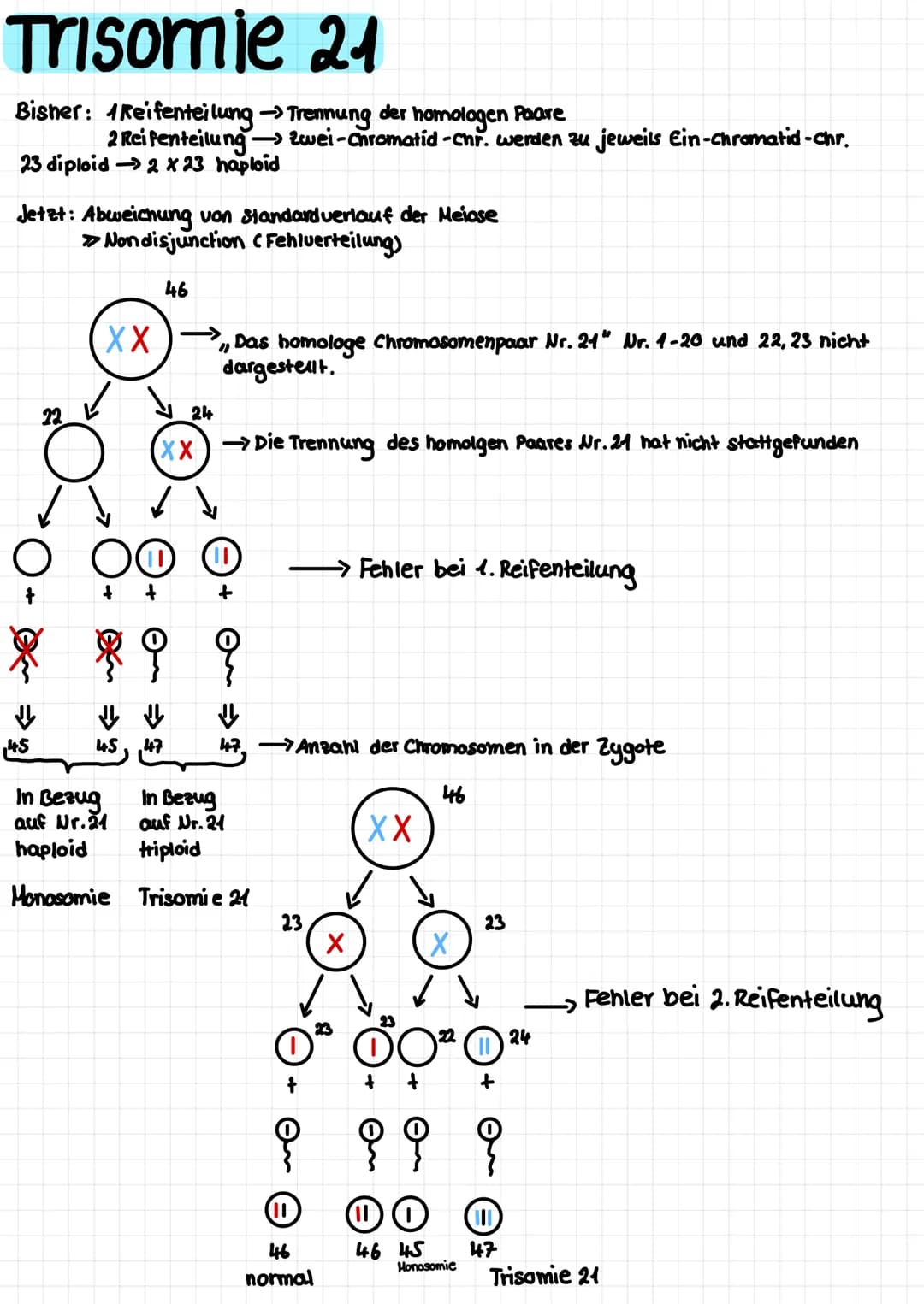 Trisomie 24
Bisher: Reifenteilung →Trennung der homologen Paare
2 Reifenteilung-
23 diploid - 2 x 23 haploid
Jetzt: Abweichung von Standardv