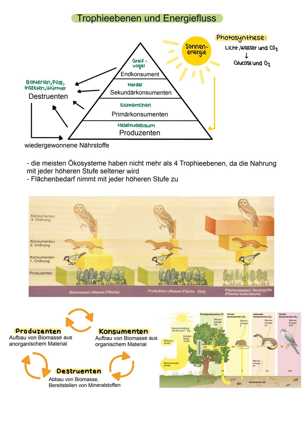 Abiotische Faktoren
- Einflüsse der unbelebten Umwelt, die auf ein Individuum einwirken
- Temperatur
- Licht
- Luftdruck
- Wetter (Niedersch